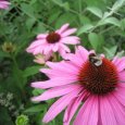 Liebe Natur- und Gartenfreunde, wir freuen uns auf die diesjährige www.offene-gartenpforte.de! Claudia & Bernd-Uwe Mach, Wilkenroth, Stöckenweg 2: In den letzten zwölf Jahren entstanden aus einem Hanggründstück auf einer Fläche...