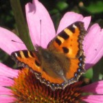 3963min 150x150 Gartenfreunde