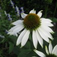 Leider mangels Teilnehmer gestrichen: &nbsp; Bundesgartenschau, 2. Juli 2011 Liebe Wilkenrother und Freunde, in diesem Jahr wollen wir wieder einen Dorfausflug durchführen. Um den Ausflug planen zu können, benötigen wir...