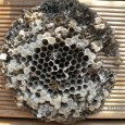 Für alle die immer schon mal wissen wollten, wie ein Wespennest von innen aussieht: Dieses Nest  hing in einem Gartenschuppen und der Besitzer hat sich nicht mehr hinein getraut. Nachdem...